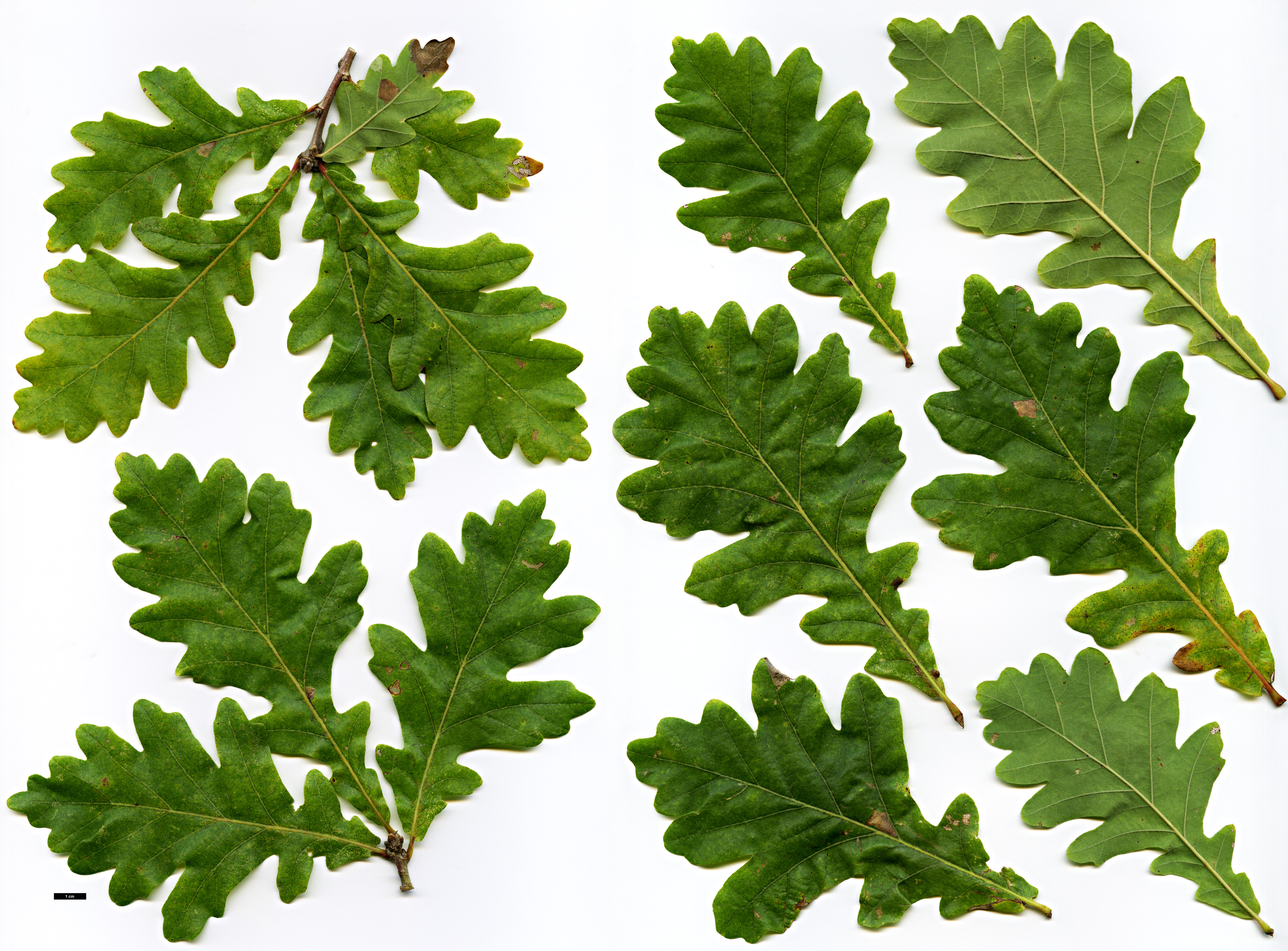 High resolution image: Family: Fagaceae - Genus: Quercus - Taxon: ×macdanielii (Q.macrocarpa × Q.robur)